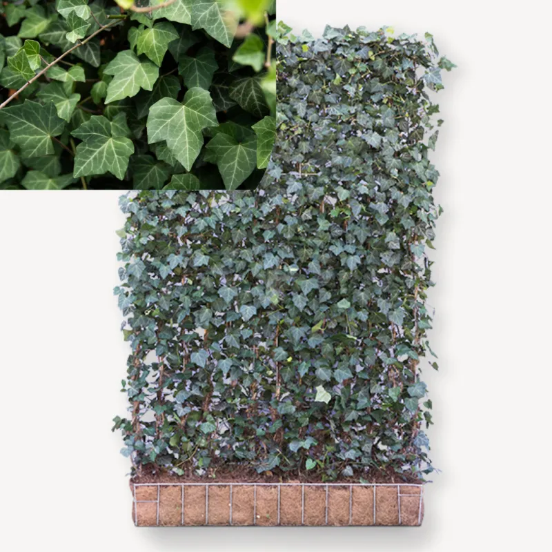 Voordeelprijs Hedera Helix Woerner | 300x120 cm | Mobilane