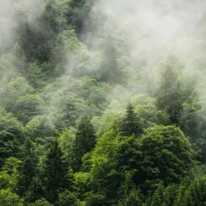 Nieuw Komar Pure Forest Land PSH061-VD4 Behang