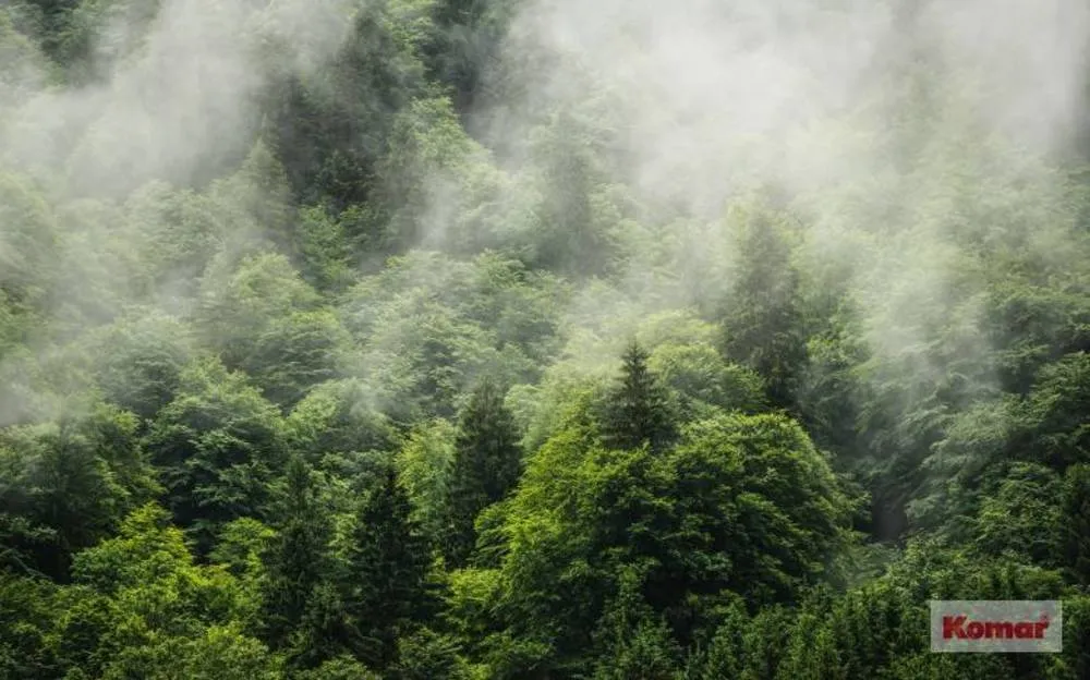 Nieuw Komar Pure Forest Land PSH061-VD4 Behang