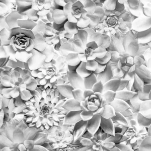 Beperkte Voorraad Komar Pure Shades Black and White P962-VD4 Behang