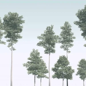 Lage Kosten Komar Raw Pines R4-040 Behang
