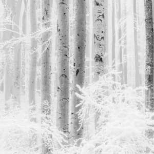 Lage Prijs Komar Raw Winter Wood R4-043 Behang