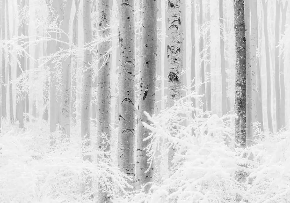 Lage Prijs Komar Raw Winter Wood R4-043 Behang