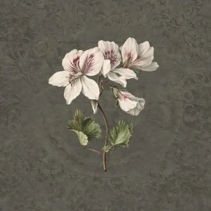 Behang Noordwand Vanilla Lime 014279 Daydreams Rechtstreeks Van De Fabrikant