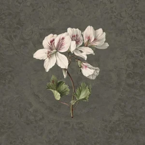Flitsaanbieding Behang Noordwand Vanilla Lime 014278 Daydreams