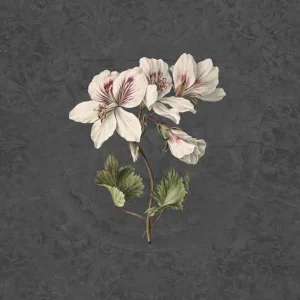 Actieprijs Behang Noordwand Vanilla Lime 014277 Daydreams