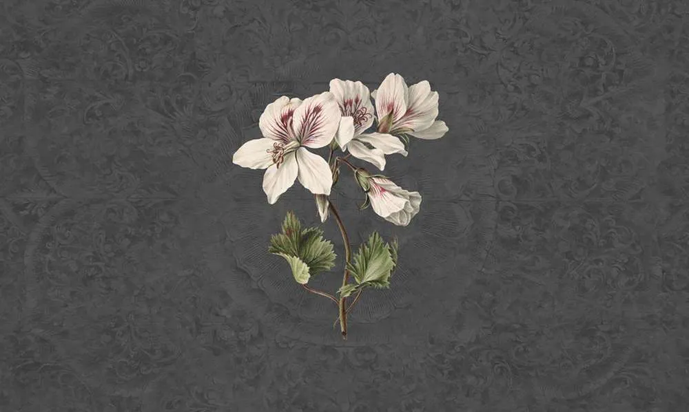 Actieprijs Behang Noordwand Vanilla Lime 014277 Daydreams