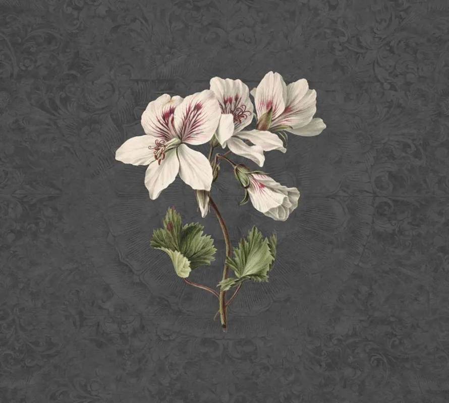 Uitverkoop Behang Noordwand Vanilla Lime 014276 Daydreams