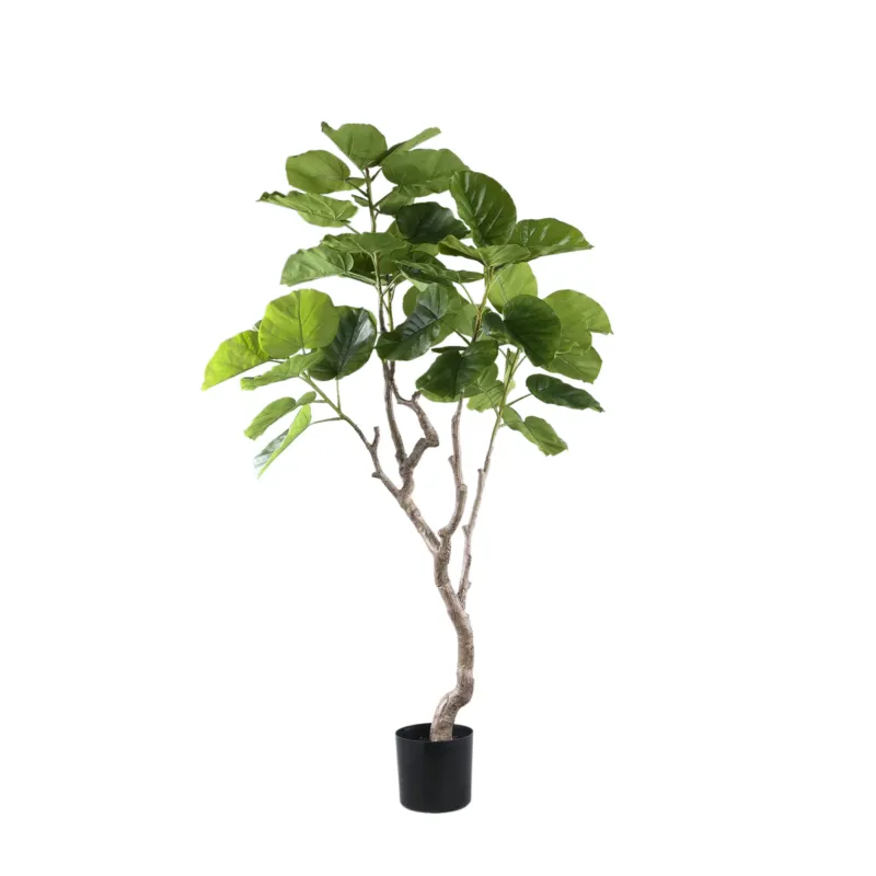 Tree Green Ficus Tree In Pot M Exclusieve Aanbieding