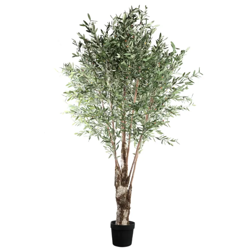 Tree Green Olive Tree In Plastic Pot Betaalbaar