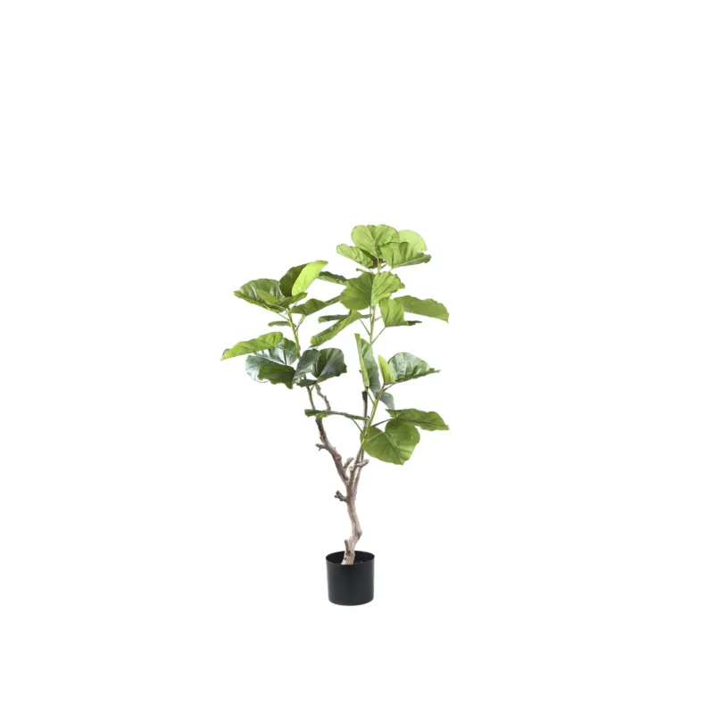 Speciale Aanbieding Tree Green Ficus Tree In Pot S