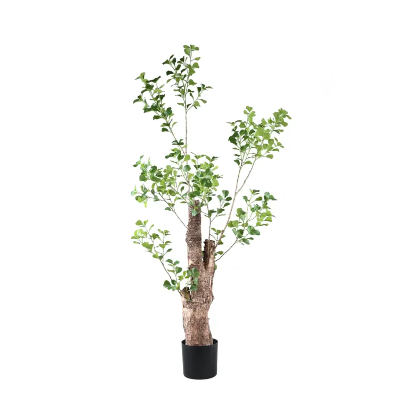 Tree Green Triangularis Tree In Pot 180cm Lage Prijs