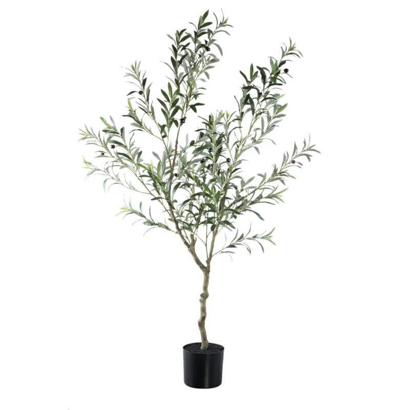 Tree Green Olive Tree In Pot L Lage Kosten