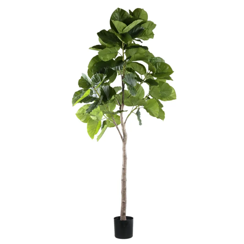 Tree Green Ficus Tree In Pot L Seizoensaanbieding